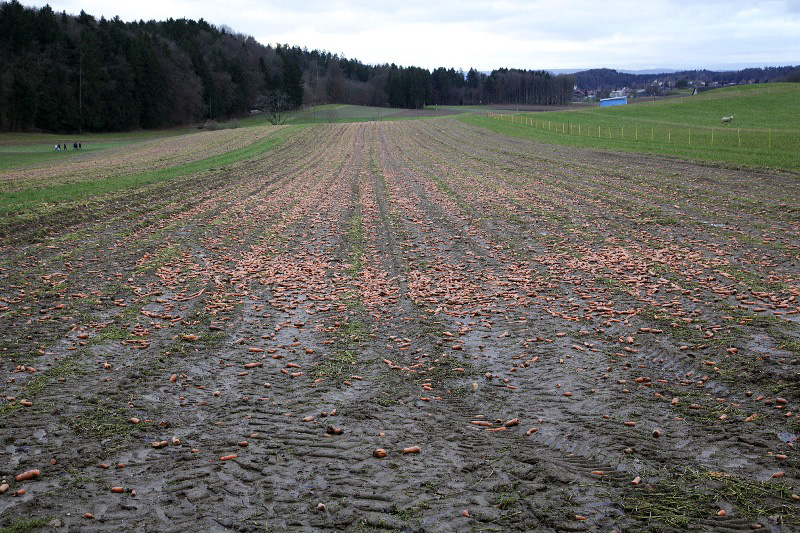 Bio-Möhren, die Natur produziert im Überfluss, 26.12.2012