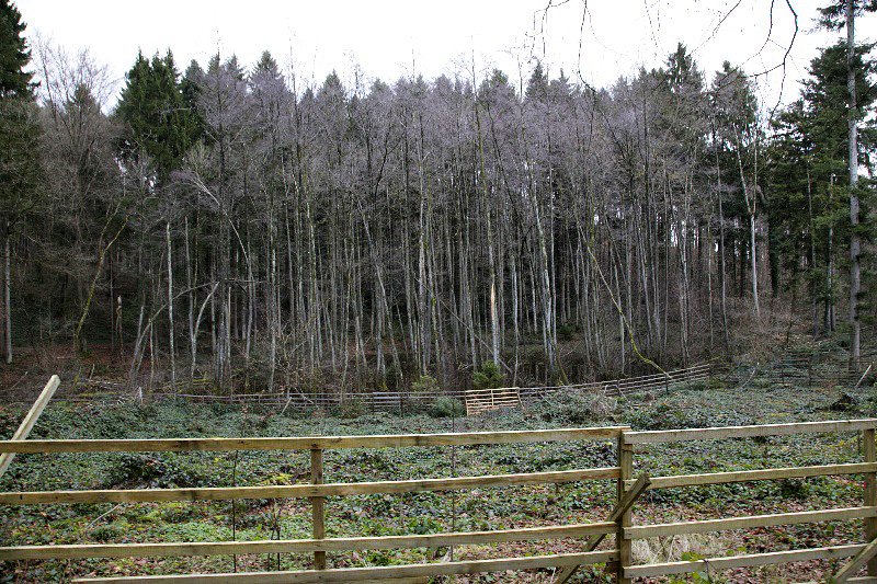 Lichtung, 26.12.2012