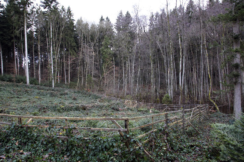 Lichtung, 26.12.2012