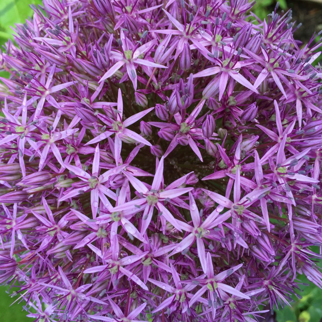Purple alium onion flower on green background, i-phoneography, 30.05.2016