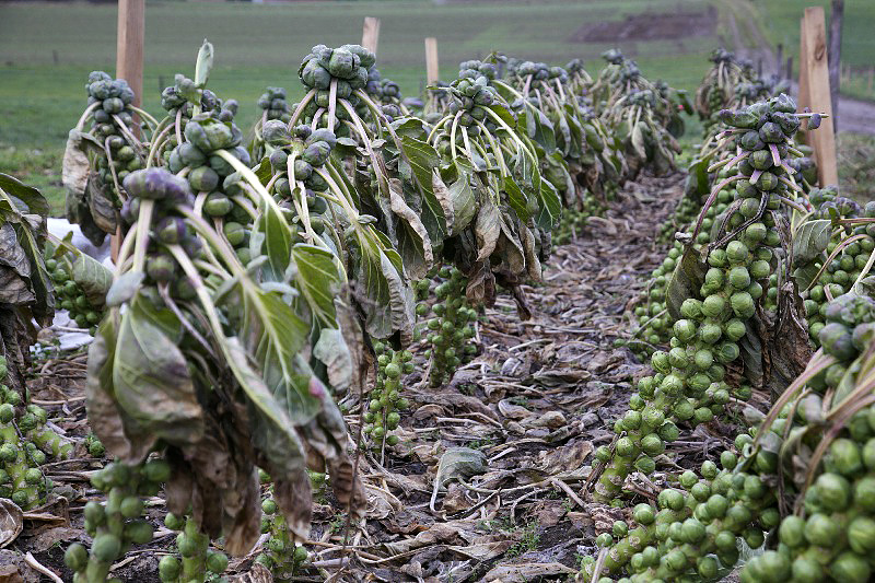 Rosenkohl Hofacker bei Neufarn, 28.12.2012