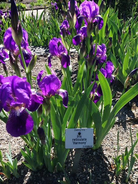 BREMEN, Rhododendron-Park, Iris reticulata, 'Harmony', Zwerg-Iris, 10.05.2015