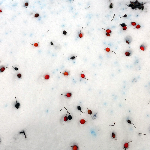 Vogelbeeren, Schnee noch immer, 27.03.2013